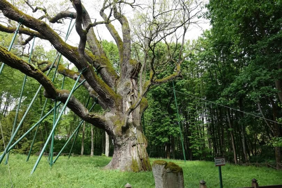 Zrzucił liście i… zasnął. Za „Bartkiem” zabiegi konserwatorskie