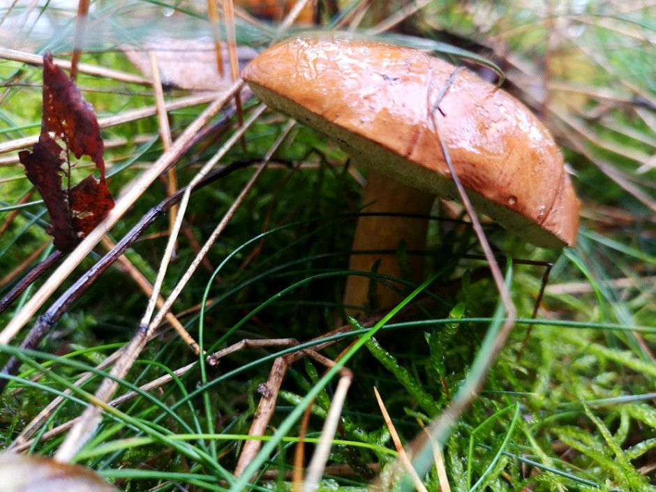 [FOTO] W świętokrzyskich lasach wysyp grzybów. Zobacz, jakie okazy można zebrać!