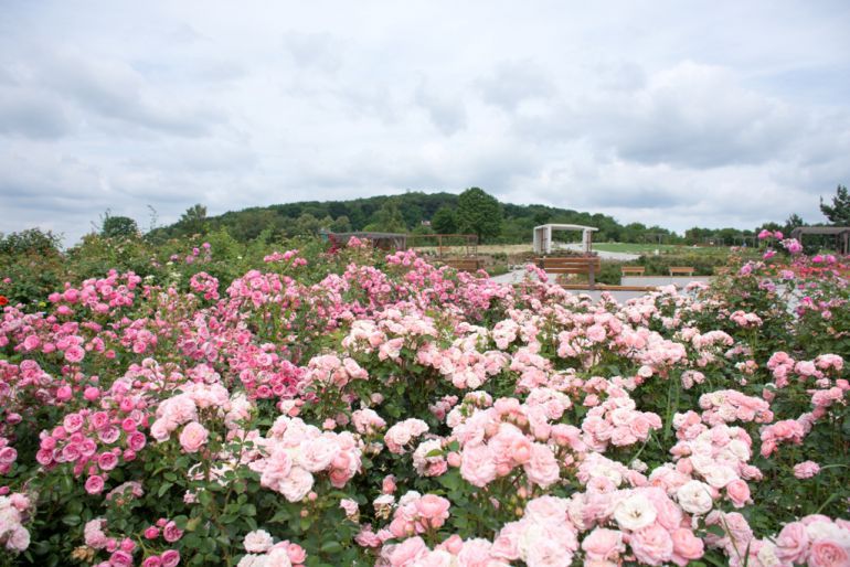 Ogród Botaniczny wciąż kwitnie