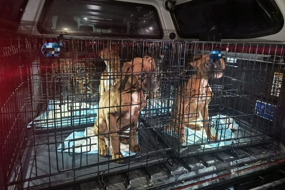 Nielegalna hodowla psów pod Kielcami