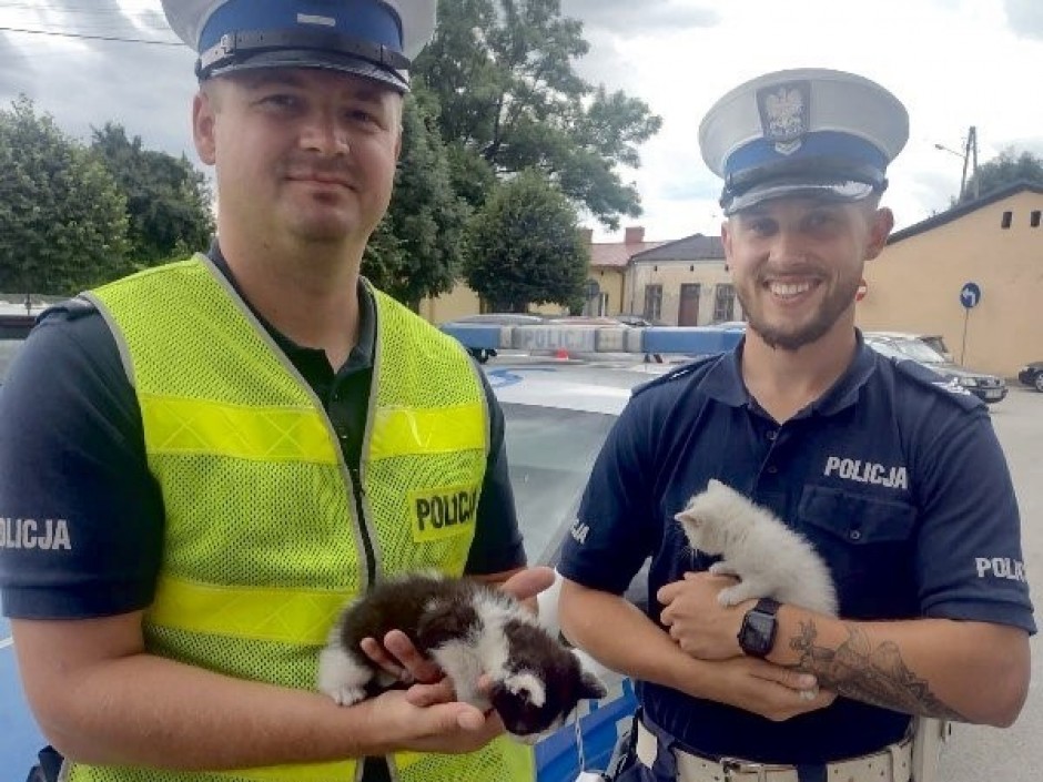 W ręce policjantów wpadły… małe kotki