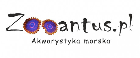 Zooantus Akwarystyka Morska