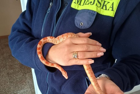 Wąż w… wannie. Niecodzienna interwencja w Kielcach