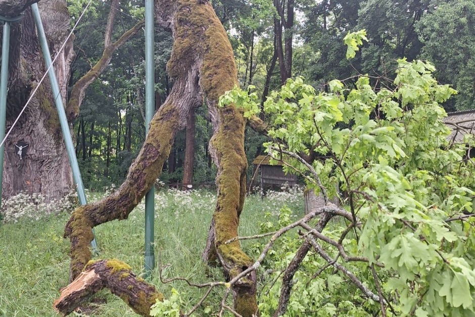 Dąb Bartek stracił część konara podczas burzy