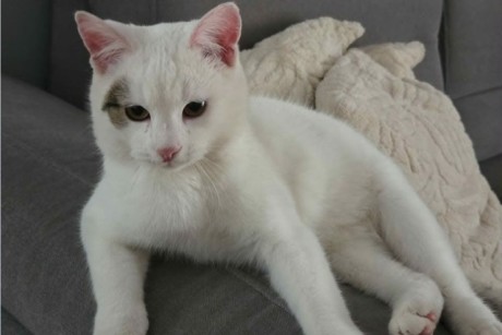 Zaginął Bandziorek