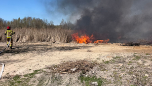 Pożar trawy w Skarżysku-Kamiennej. Z ogniem walczą dwa zastępy strażaków