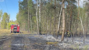 Duże zagrożenie pożarowe w świętokrzyskich lasach