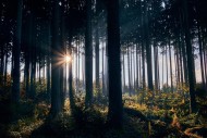 W świętokrzyskich lasach obowiązuje średnie zagrożenie pożarowe