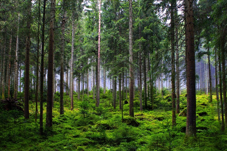 76-latka nie wróciła z grzybobrania. Trwa akcja poszukiwawcza