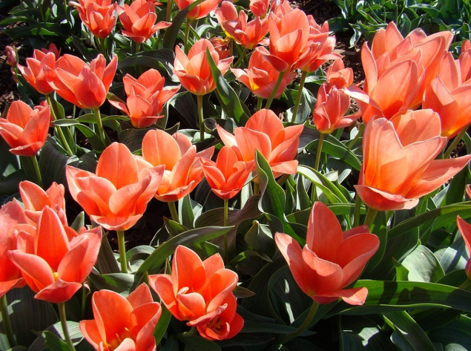 Tulipany – zasady prawidłowego nawożenia