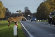 Człowiek kontra natura, czyli… dzikie zwierzęta na drogach