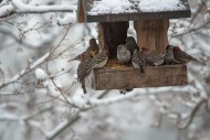 Zimą nie zapominajmy o ptakach