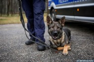 Nowy czworonożny policjant w świętokrzyskim garnizonie