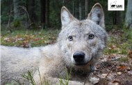 Ile wilków żyje w naszych lasach?