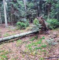 Leśnicy szacują straty po wichurach. Ucierpiało 15 tysięcy metrów sześciennych drzew