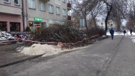 [INTERWENCJA] Wycinają drzewa na Plantach. "Betonoza atakuje Kielce"