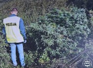 Zlikwidowana domowa plantacja i przejęte narkotyki – efekt pracy policjantów z Sandomierza