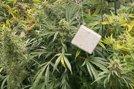 Plantacja konopi w Małopolsce zlikwidowana przez świętokrzyskich mundurowych