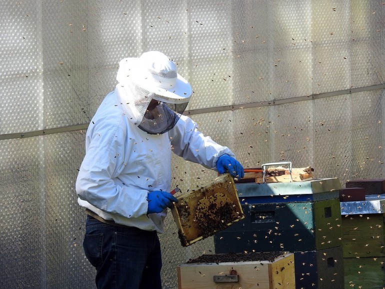 Kolejne ule w ramach akcji "Pszczoły w mieście". Tym razem staną na dachu Filharmonii Świętokrzyskiej