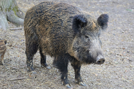 Czy 70-kilometrowy płot na Wiśle pomoże w walce z afrykańskim pomorem świń?