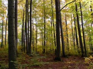 Radni przeciwko wycince drzew. Lasy Państwowe deklarują współpracę
