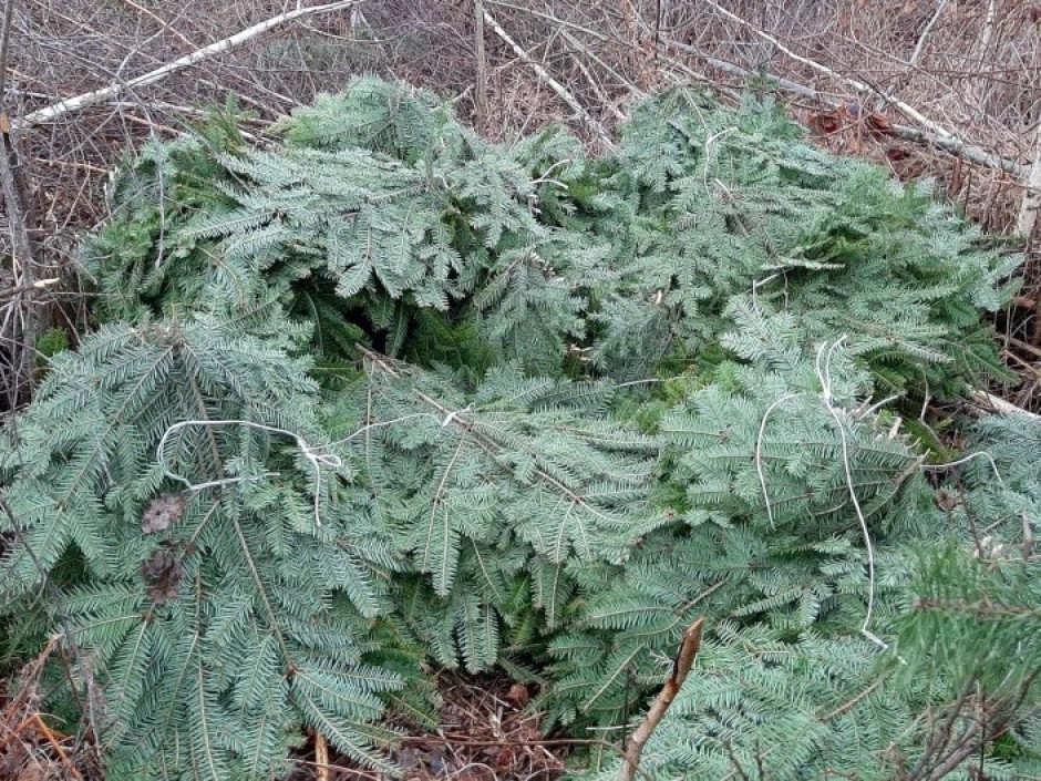 Surowe kary za kradzieże stroiszu