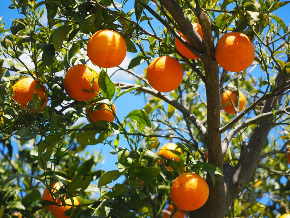 Poświęcą mandarynki i pomarańcze, a potem… wezmą udział w rekolekcjach