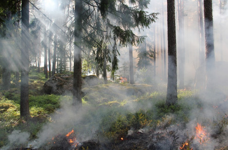 Zagrożenie pożarowe w świętokrzyskich lasach