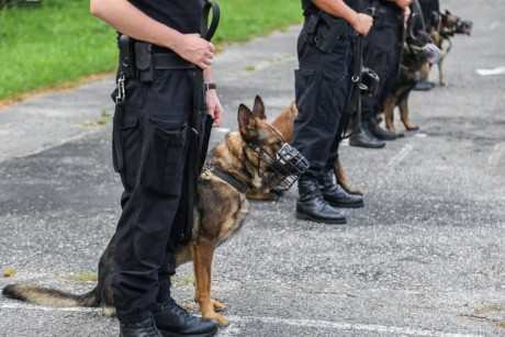 Pies tropiący zaprowadził policjantów prosto do rabusia