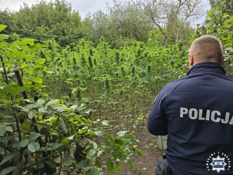 Policjanci zlikwidowali dwie plantacje i zabezpieczyli prawie 40 kilogramów narkotyków