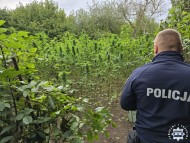 Policjanci zlikwidowali dwie plantacje i zabezpieczyli prawie 40 kilogramów narkotyków