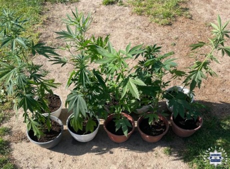 Policjanci zabezpieczyli w ubiegłym roku ponad półtorej tony narkotyków