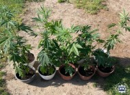 Policjanci zabezpieczyli w ubiegłym roku ponad półtorej tony narkotyków