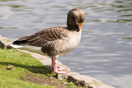 Uwaga! Ognisko grypy ptaków w świętokrzyskim
