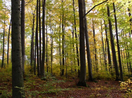 Radny interpeluje w sprawie wycinki drzew w kieleckich lasach. Miasto zapowiada mediacje
