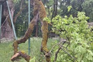 Dąb Bartek stracił część konara podczas burzy