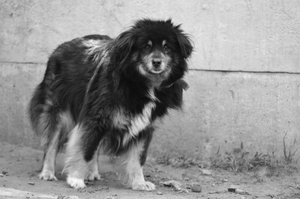 Czy w Kielcach powstanie cmentarz dla zwierząt? 