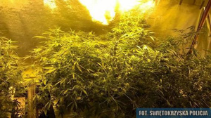 Policjanci zlikwidowali domową plantację konopi