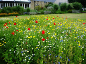 W Kielcach powstaną łąki kwietne. O lokalizacji zdecydujemy sami