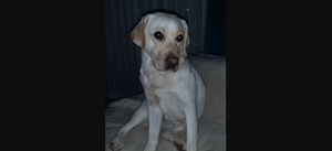 Zaginęła suczka labradora. Na znalazcę czeka nagroda
