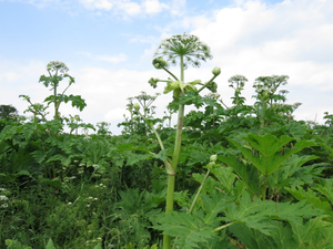 Czy to barszcz Sosnowskiego? Coraz więcej sygnałów