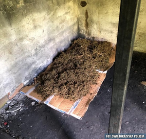 Prawie cztery kilogramy marihuany w Sandomierzu