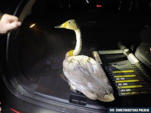 Wychłodzony łabędź uratowany. Ptak przywędrował aż z Gdańska