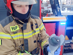 Gołębie uwięzione w linii energetycznej. Strażacy w akcji