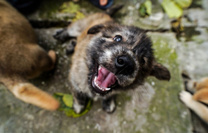 Szczeniaki uwięzione pod betonową płytą. Pomogli strażacy