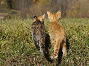 Podejrzany o utopienie kociąt może trafić do więzienia