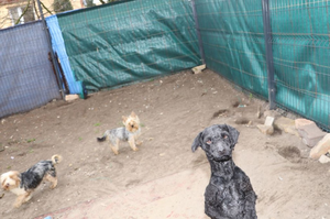 Tragiczne warunki i nielegalna hodowla. Przejęto ponad 60 zwierząt