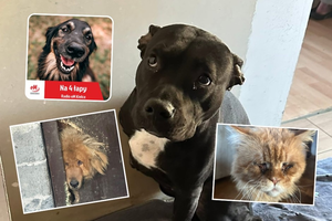 Interwencja wolontariuszek w pseudohodowli pod Kielcami. Zwierzaki potrzebują pomocy