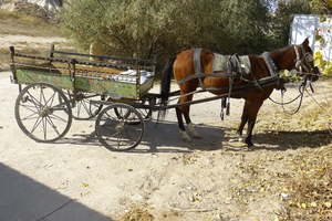 Kompletnie pijany woźnica wybrał się na przejażdżkę całą szerokością drogi