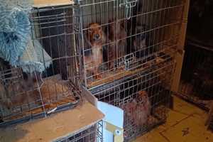 [WIDEO] Ponad sto zwierząt w tragicznych warunkach. „Hodowla” zlikwidowana